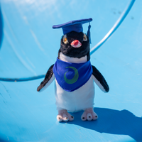 Otago Polytechnic | Penguin - Custom Clothing | T Shirt Printing | Embroidery | Screen Printing | Print Room NZ